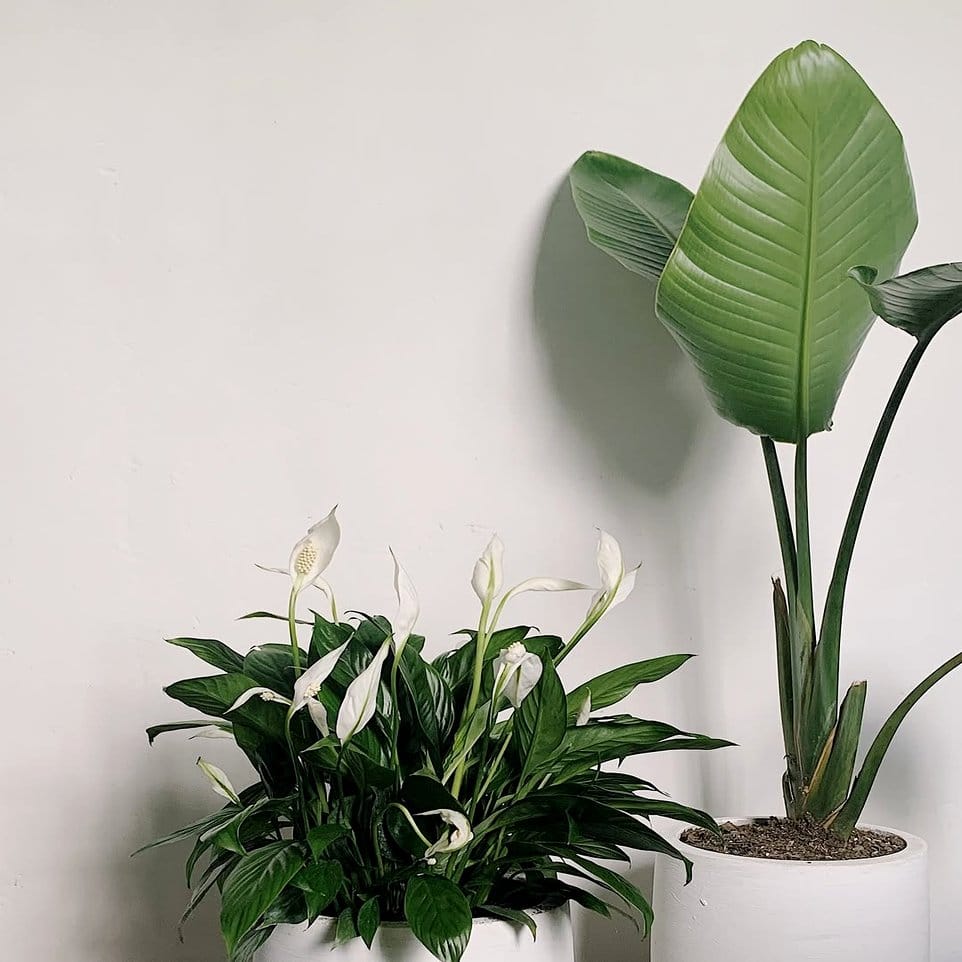 Minimalist black and white quilted plant pot cover