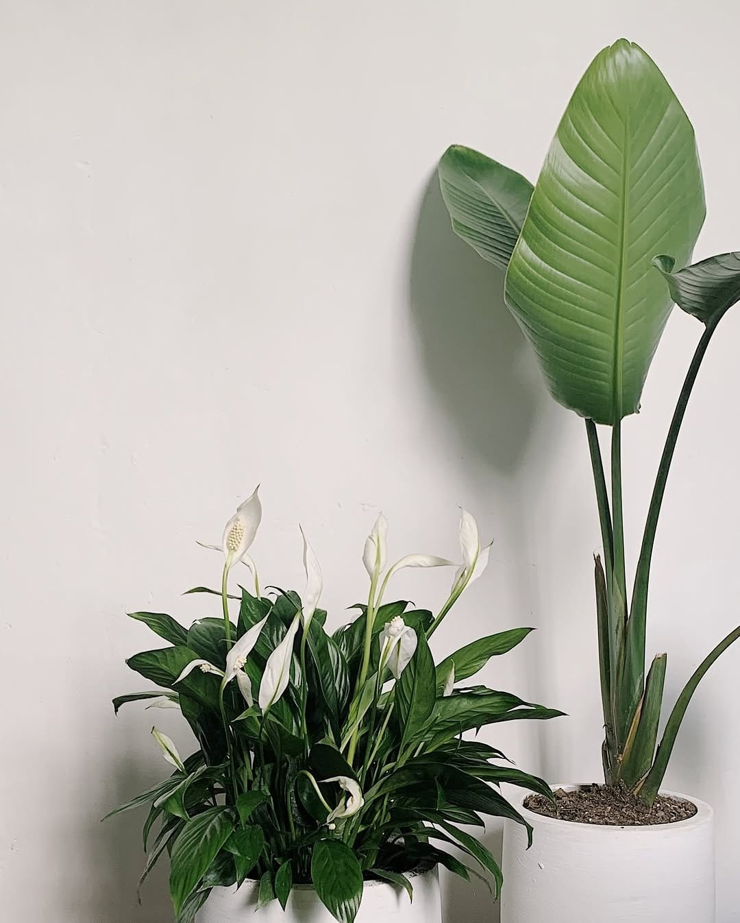 Elegant peace lily in ceramic pot