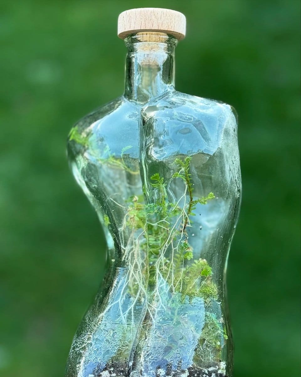 cork bark inside glass terrarium