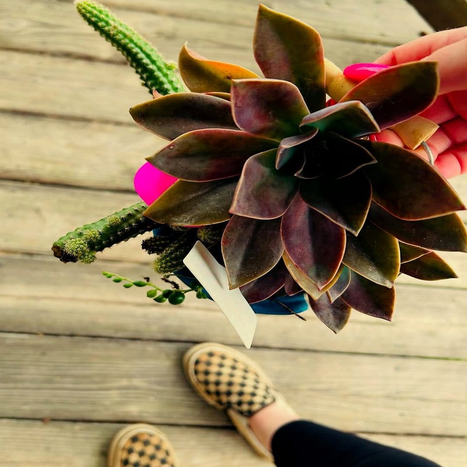 Cowboy hat cactus planter display
