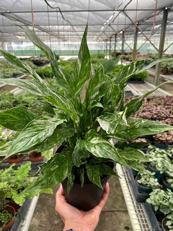 peace lily with glossy leaves on bright windowsill