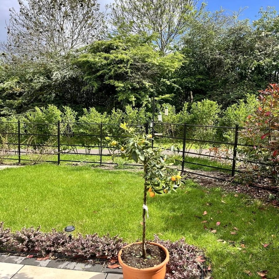 Elegant lemon trees flanking an entryway
