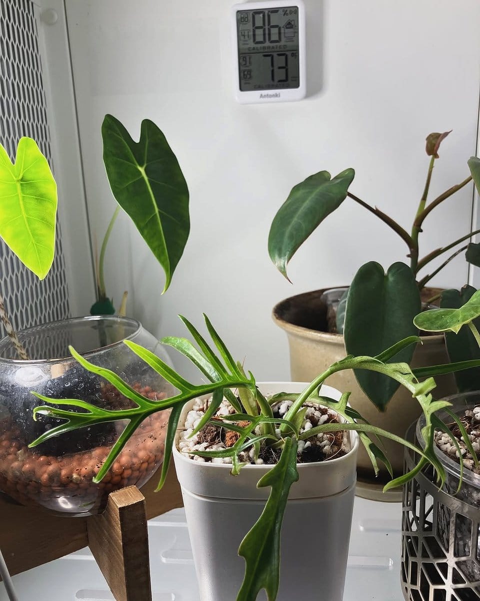 philodendron forest on white shelf