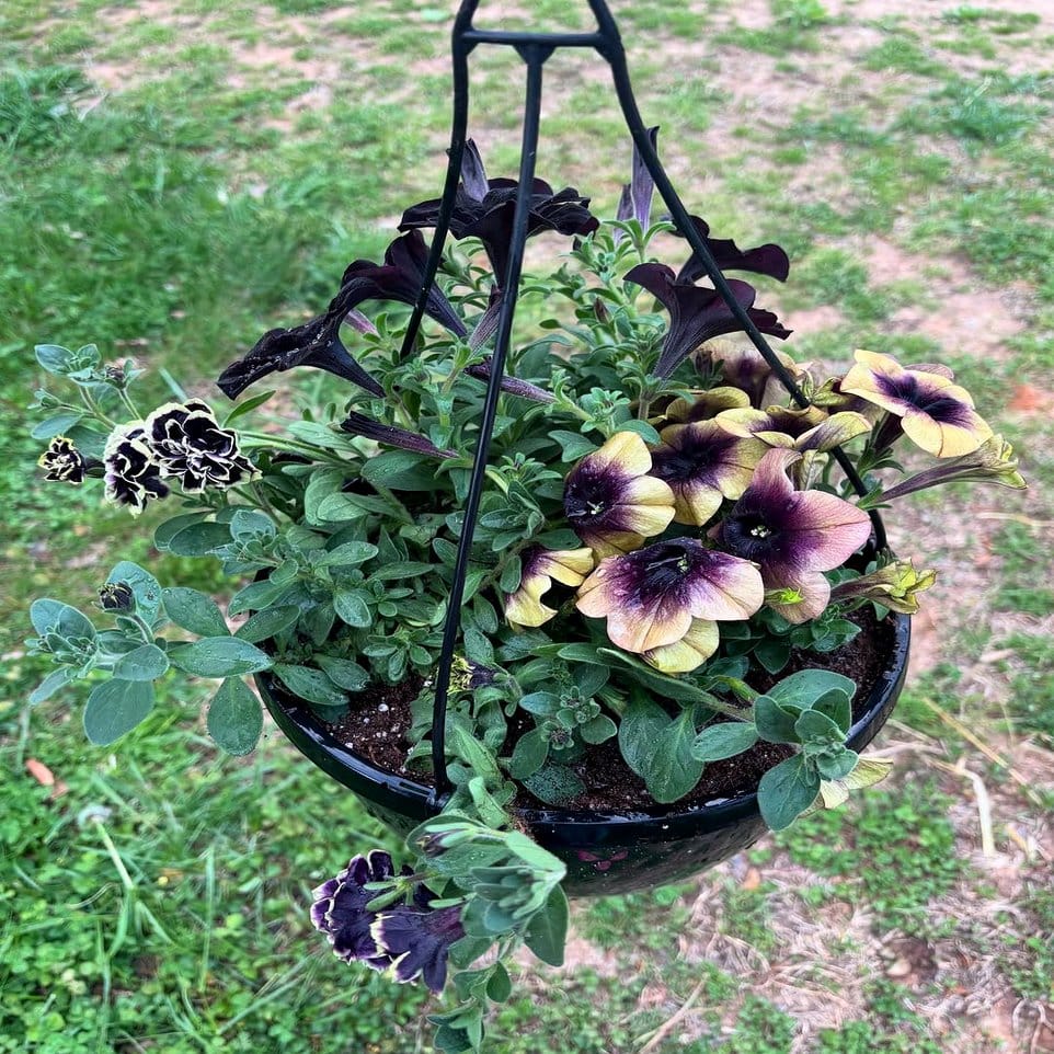 Black and white hanging planters with trailing vines