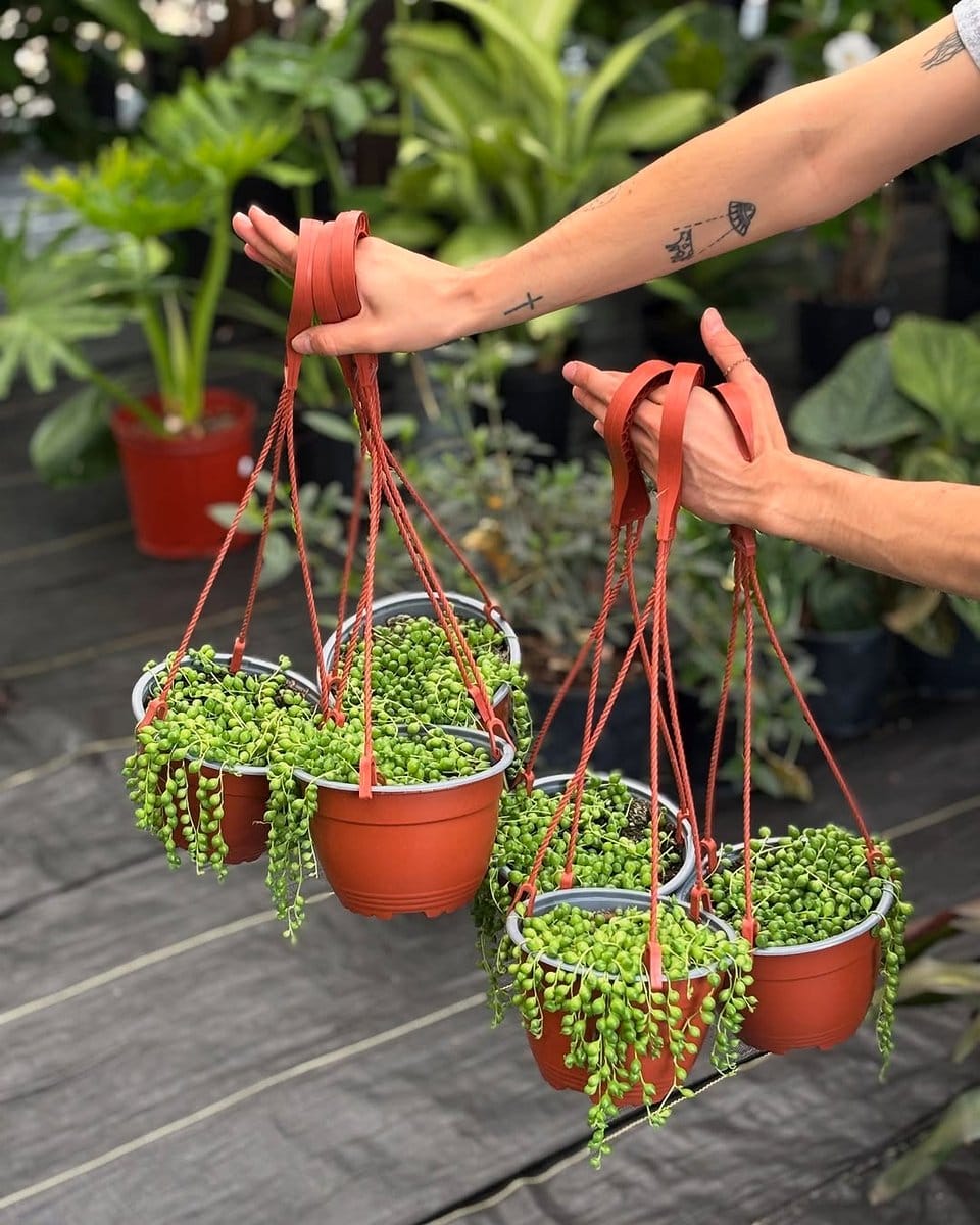 string of pearls hanging planter