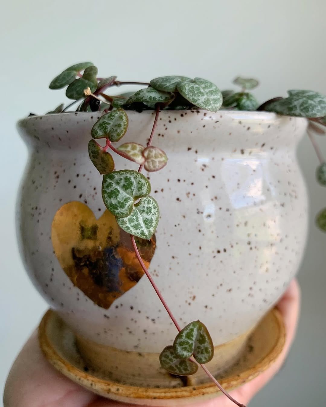 Delicate string of hearts in brass planter