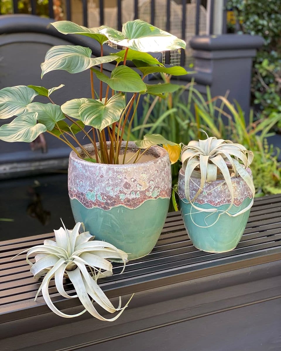 Cast Iron Plant in ceramic pot