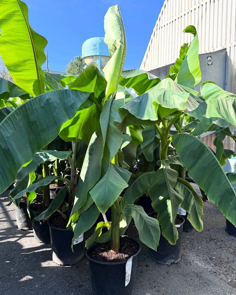 feather reed grass with elephant ear plant