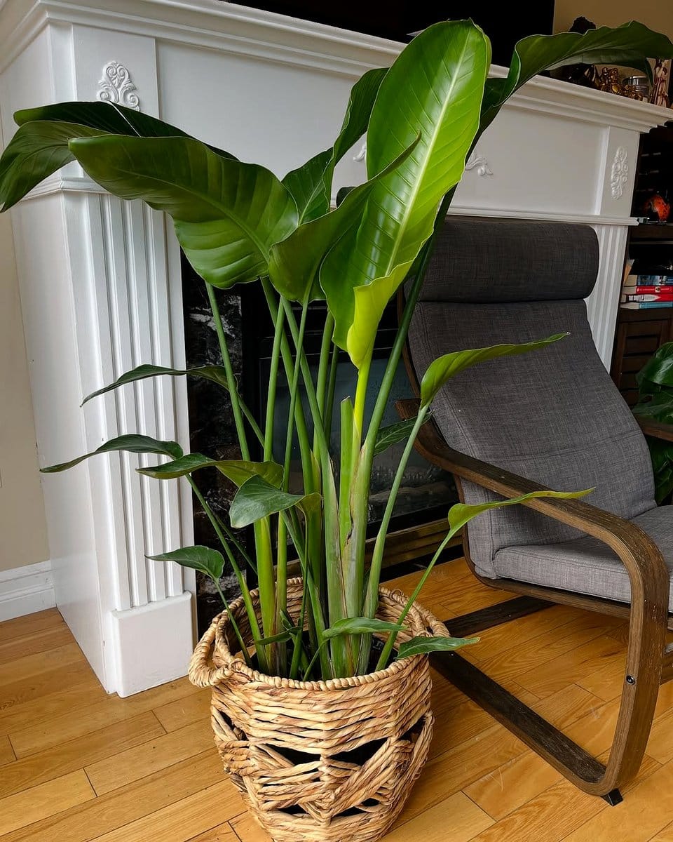 blooming peace lily in a ceramic pot