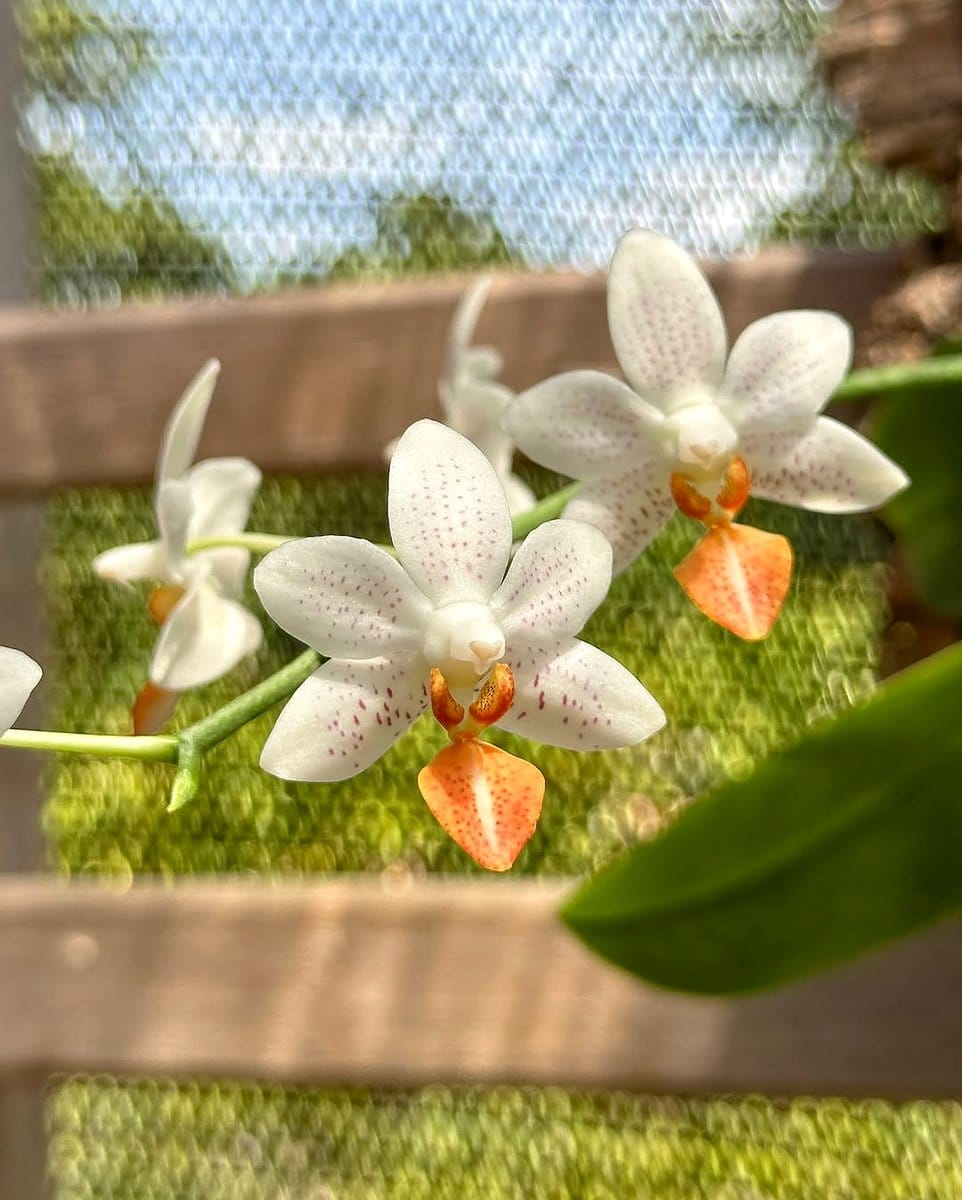 white and orange speckled Phalaenopsis Mini Mark