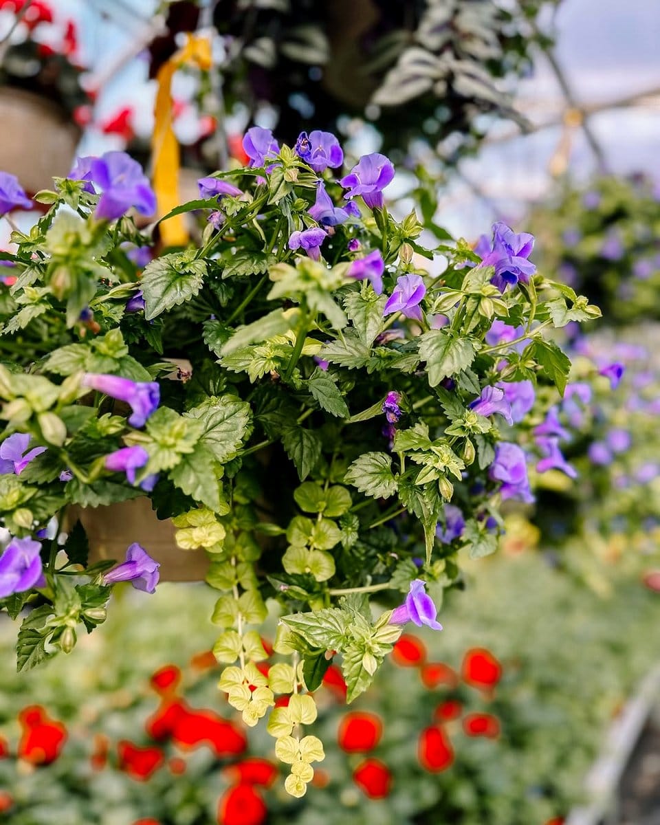 torenia flowers in hanging basket