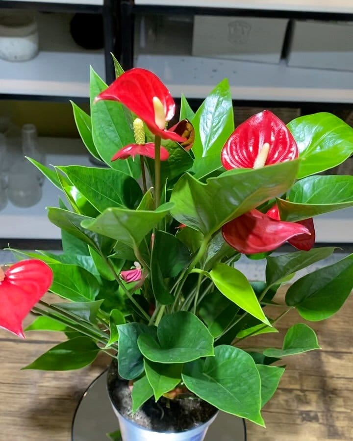 Anthurium and Peace Lily in decorative vases