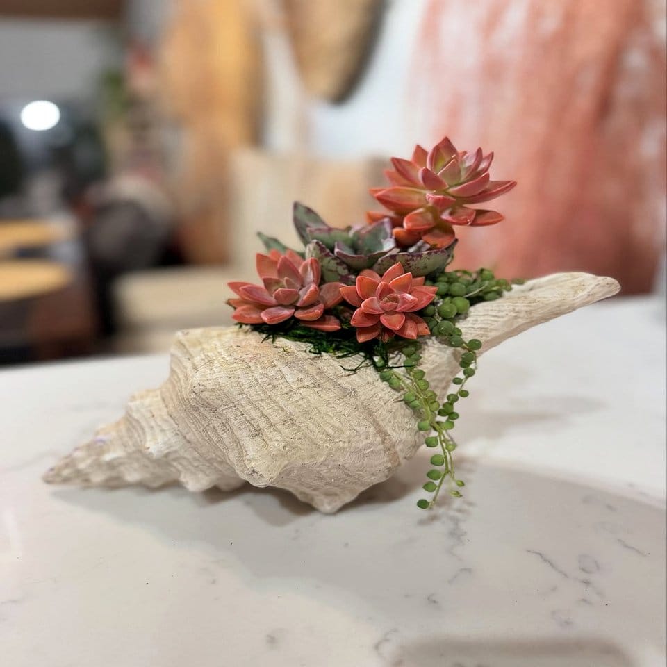 Seashell and succulent ornament set