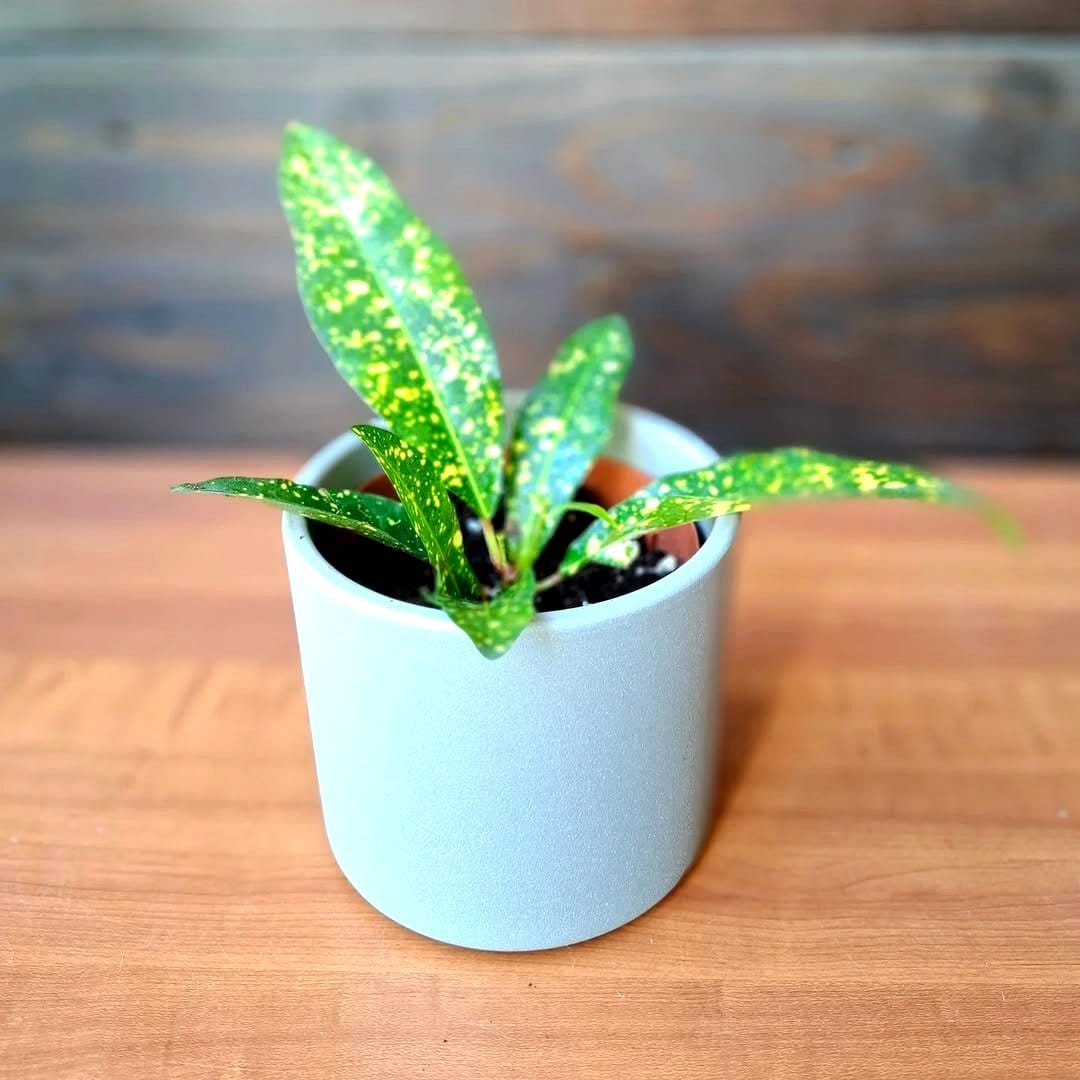 colorful croton plant on wooden table