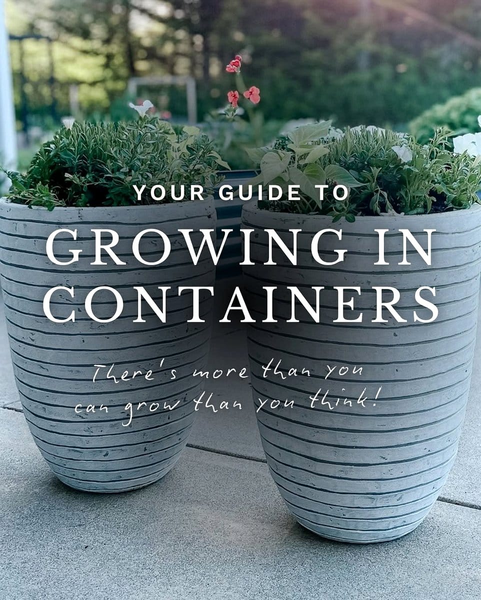radishes in ceramic containers