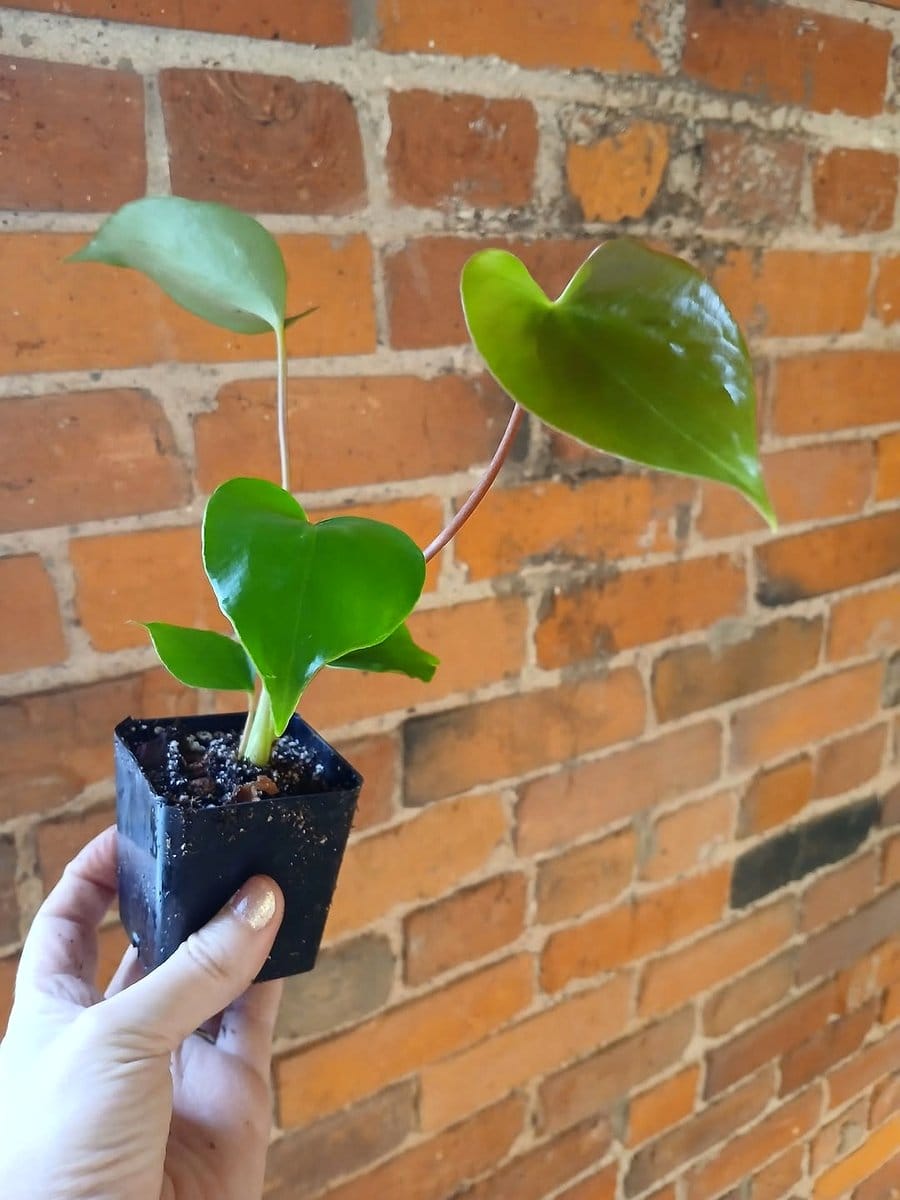 philodendron grazielae with heart-shaped leaves