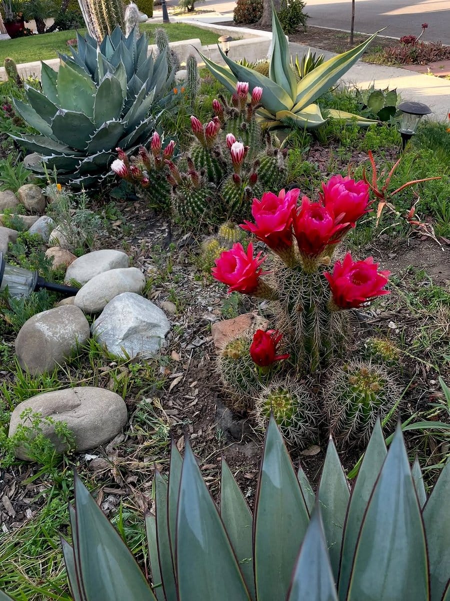 peanut cactus with orange flowers