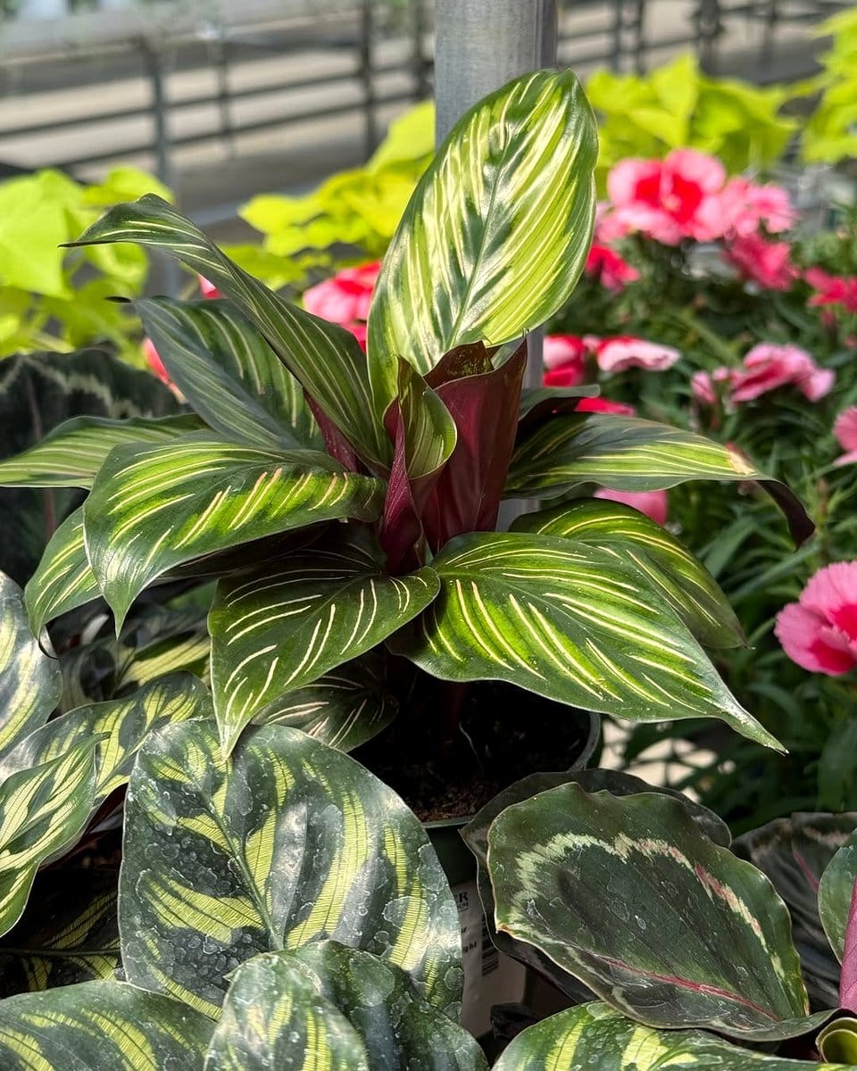 colorful calathea leaves