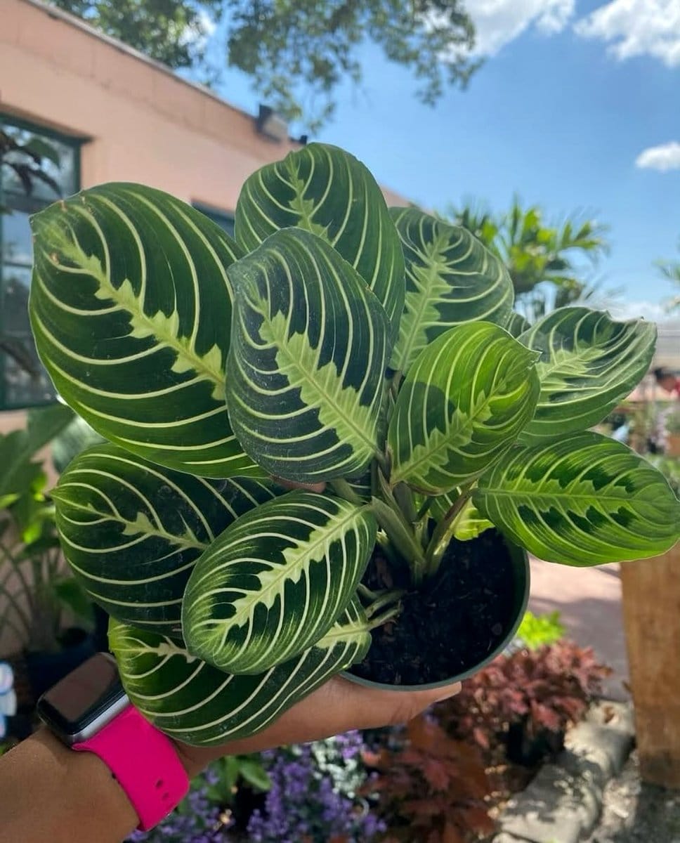 maranta leaves with prayer pattern