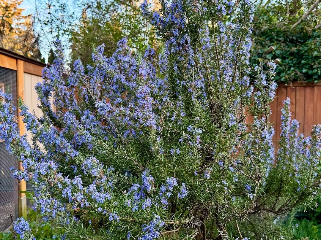 lavender and rosemary in bloom