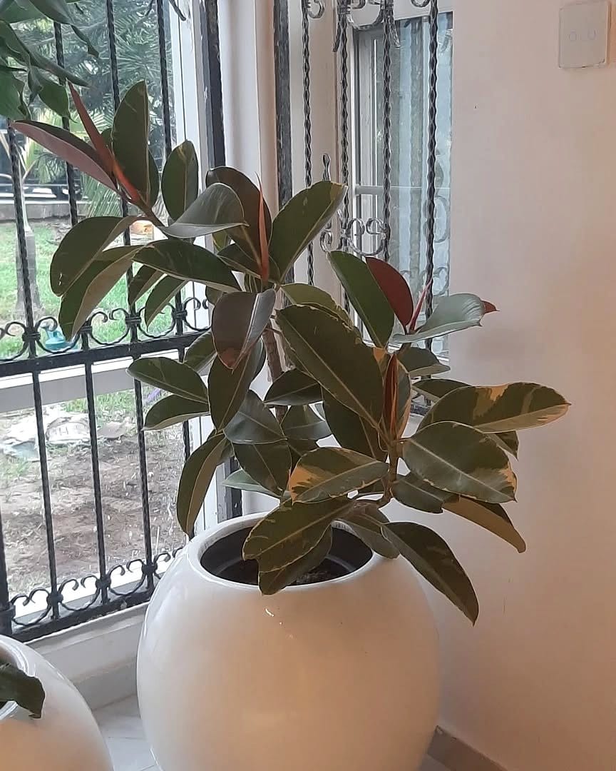 Light-colored ceramic plant pots