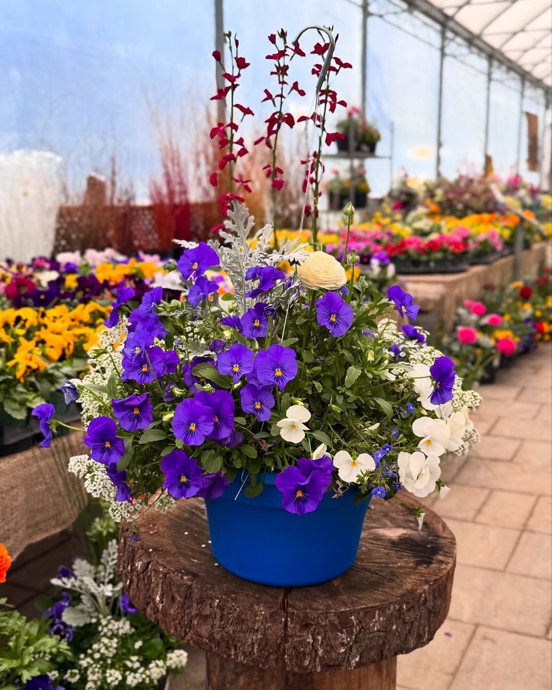 Cascading petunias in woven basket
