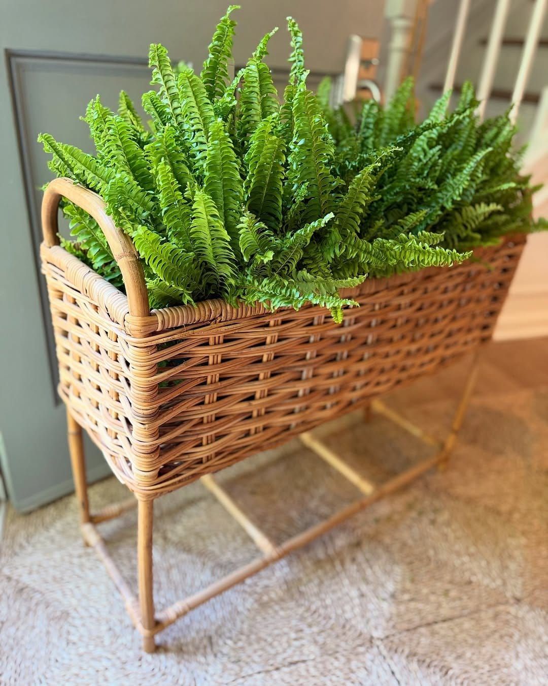 Lush fern in stylish wicker basket