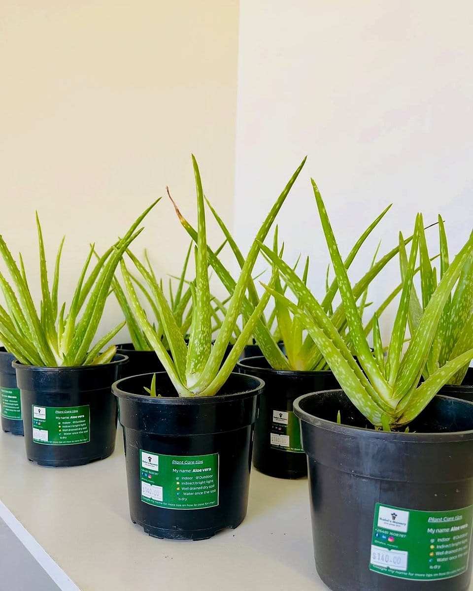 aloe vera plant in pot