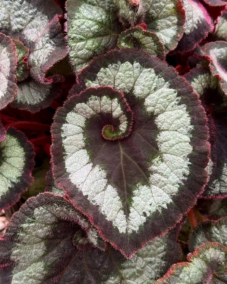 Begonia 'Escargot' with spiral leaves