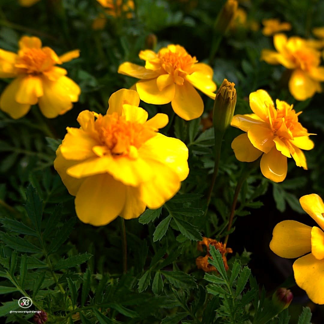 vibrant petunias in garden pot