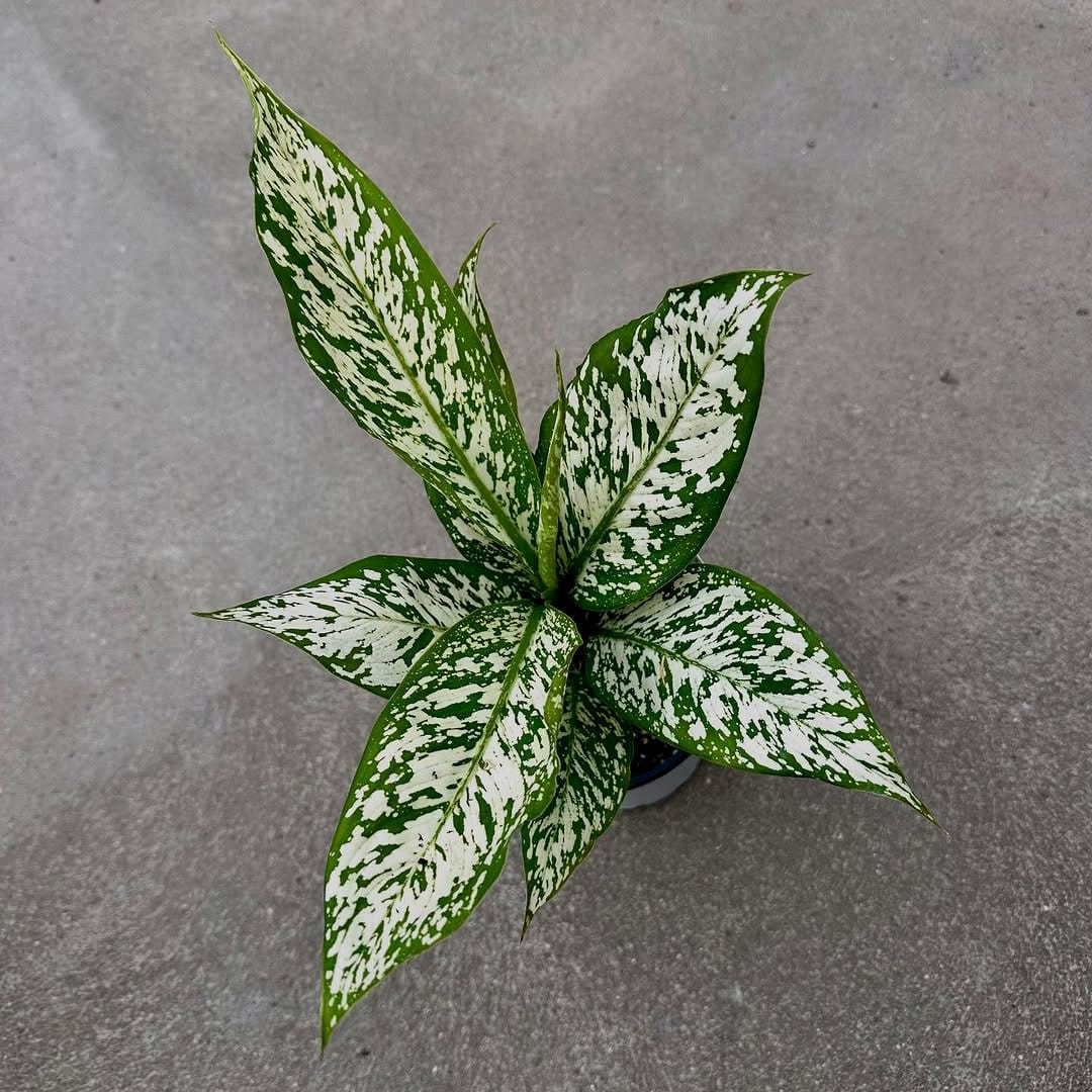 dieffenbachia duo with variegated leaves