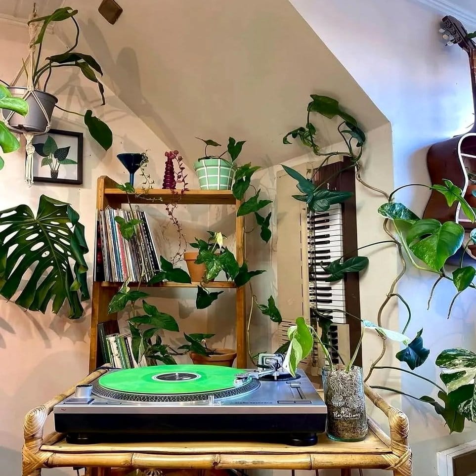 Wooden bench with eclectic plant collection
