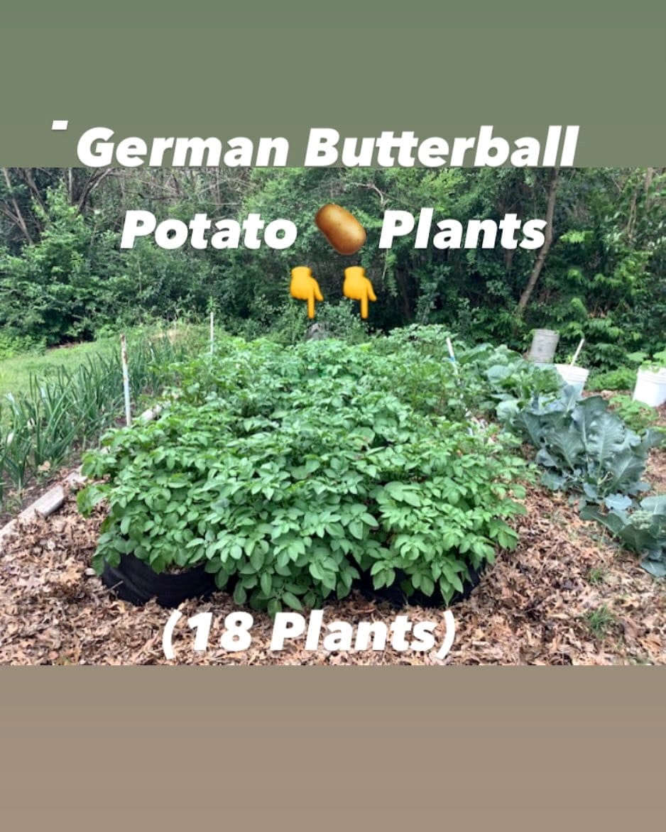 potato plants with bean vines