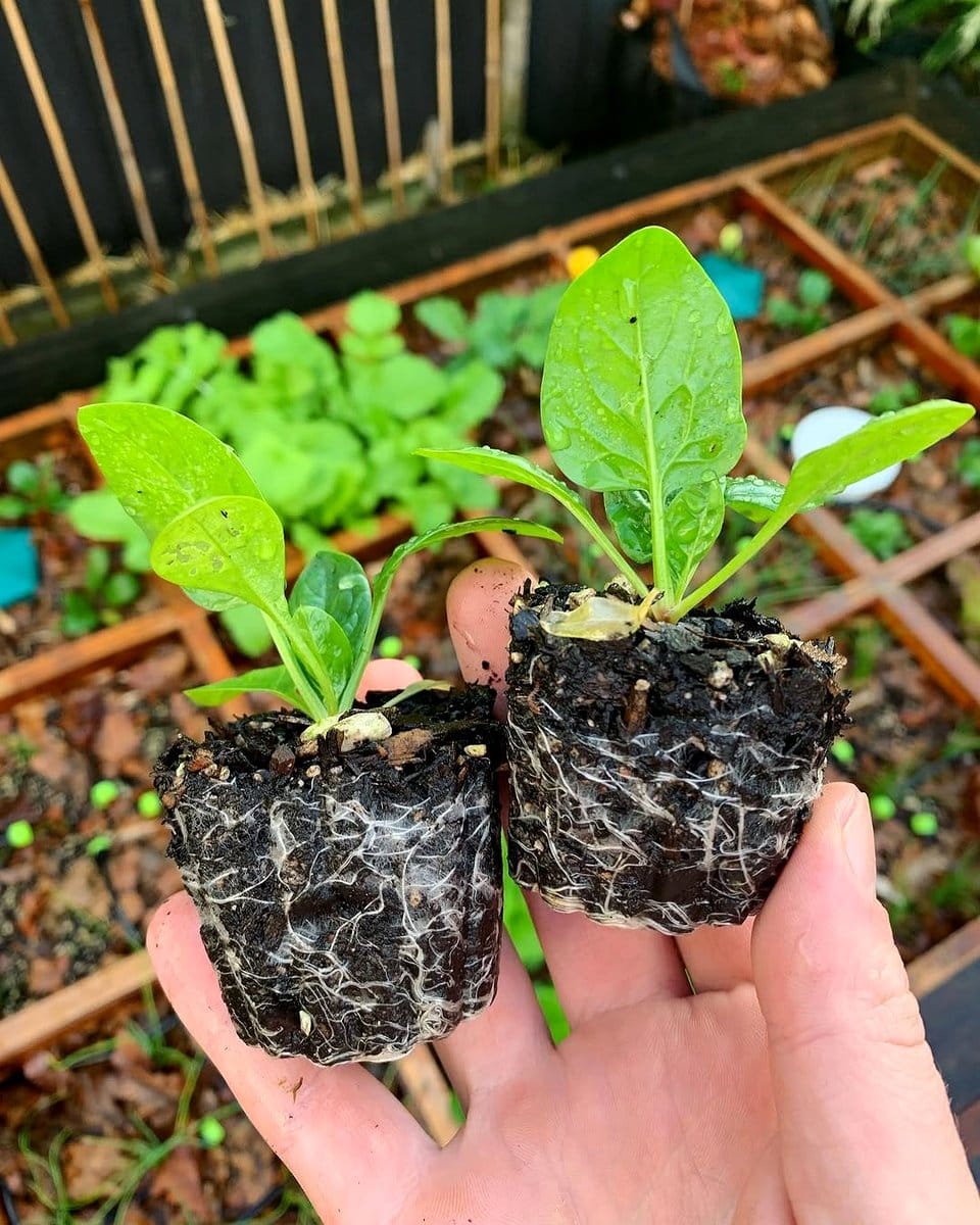lush green New Zealand spinach leaves