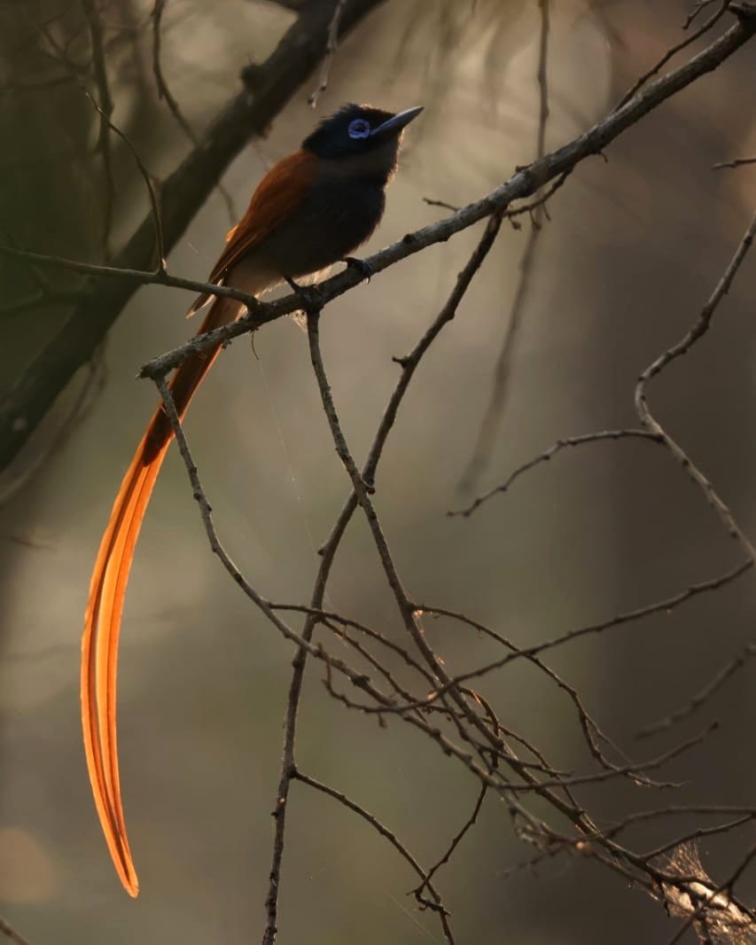 bird of paradise and palms in corner