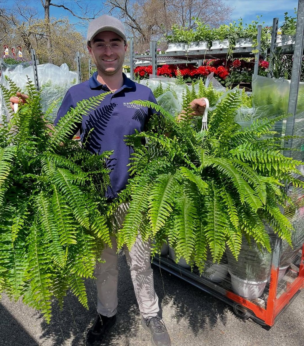 boston fern in decorative basket