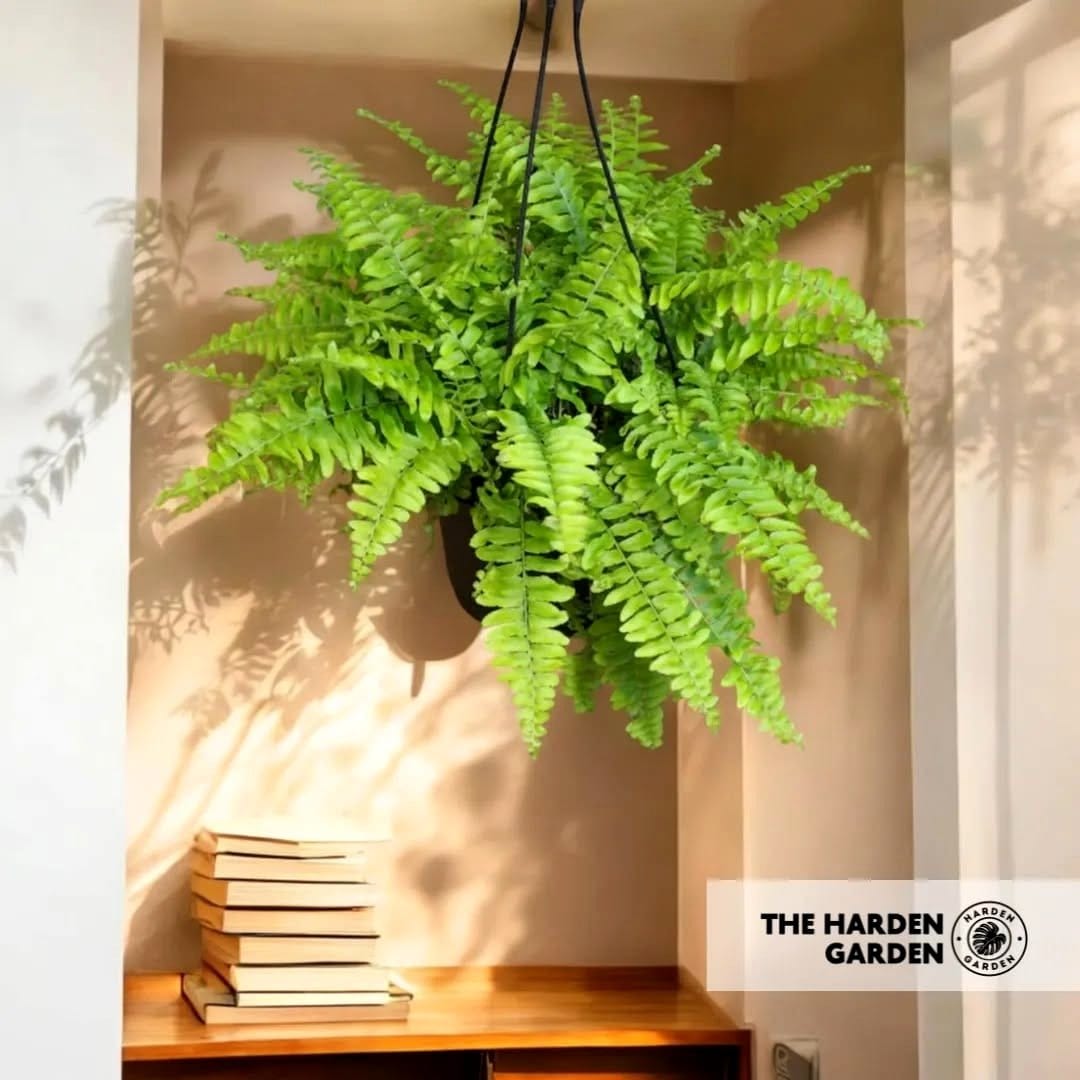boston fern hanging in an office