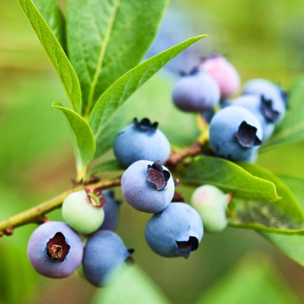 close-up of blueberry bush in pot