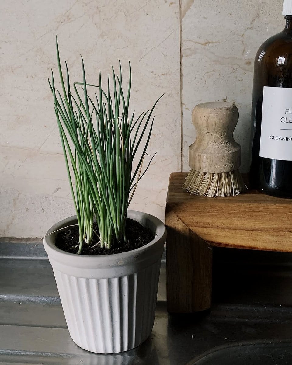 lavender plant in rustic pot