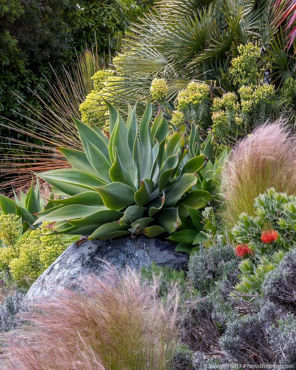 agave plant in garden