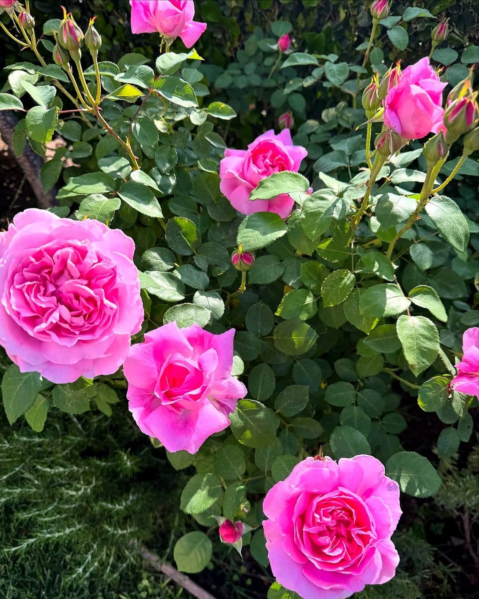 gardener deadheading flowers