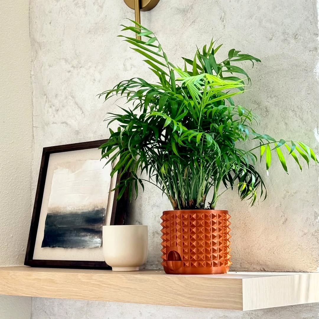 parlor palm on wooden table