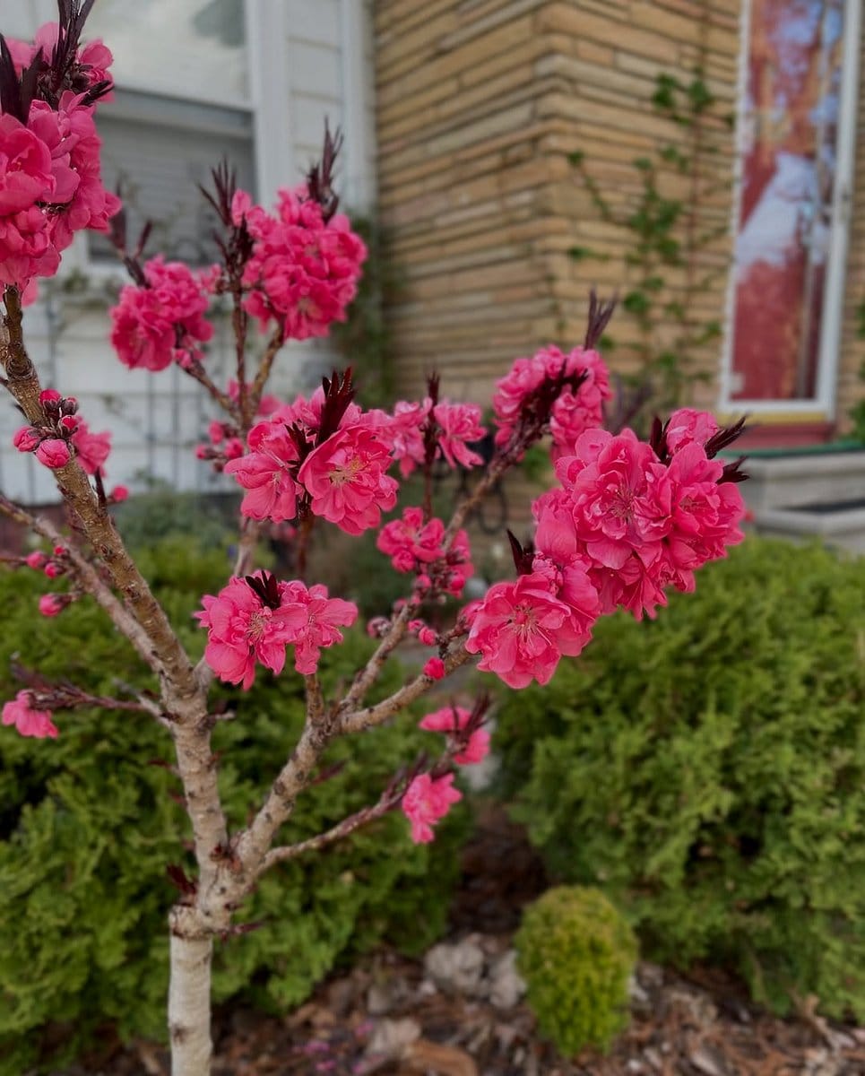 dwarf apple tree with creeping phlox