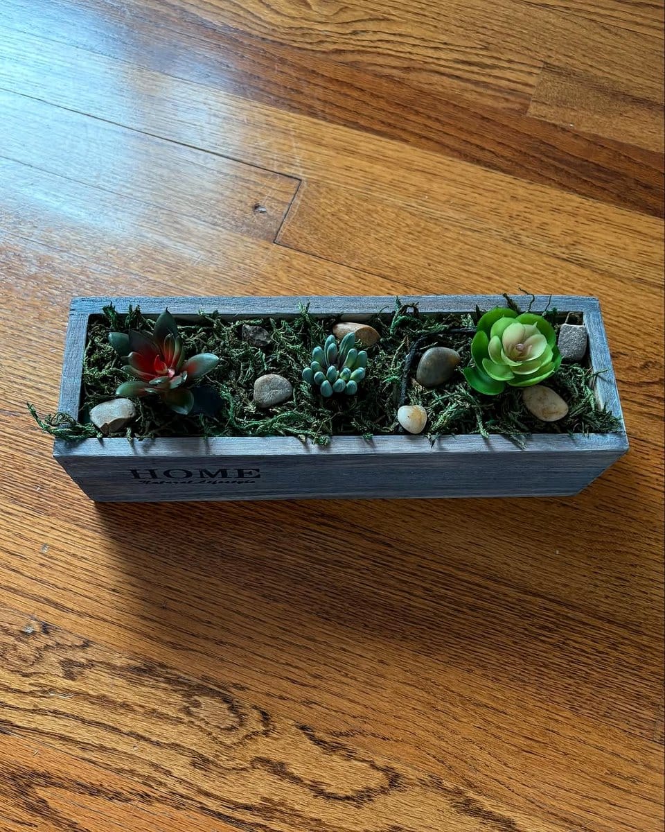 assorted succulents on tray