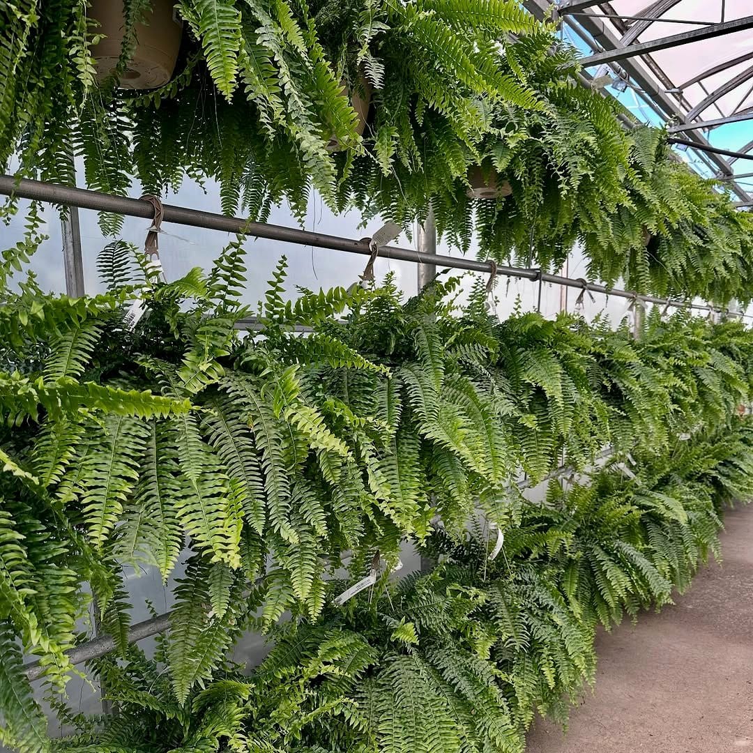 lush boston fern in a woven basket