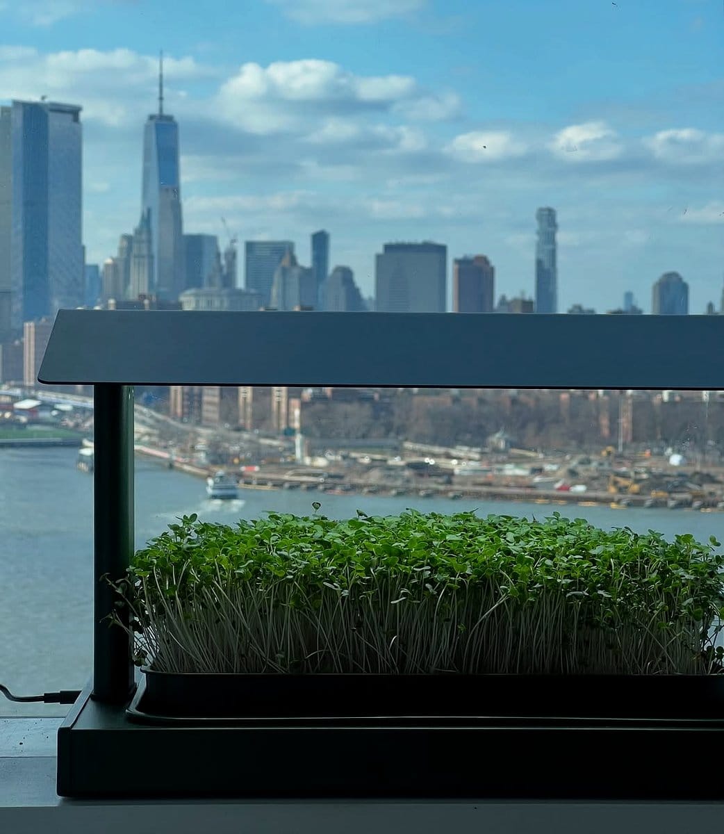 vibrant radish microgreens in a kitchen window