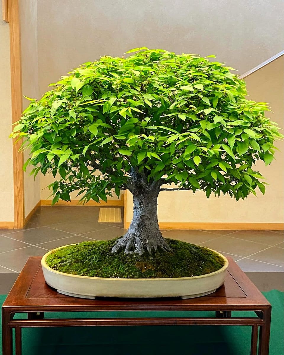 bonsai surrounded by moss