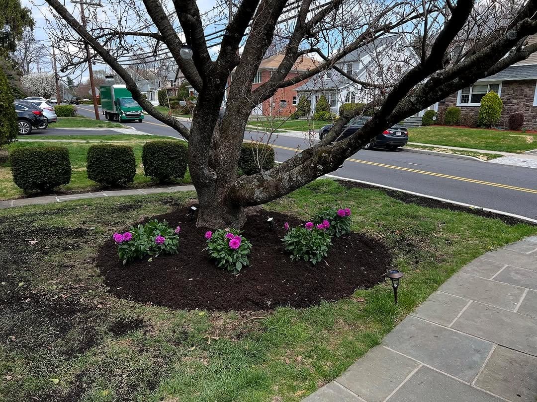 pachysandra covering garden bed