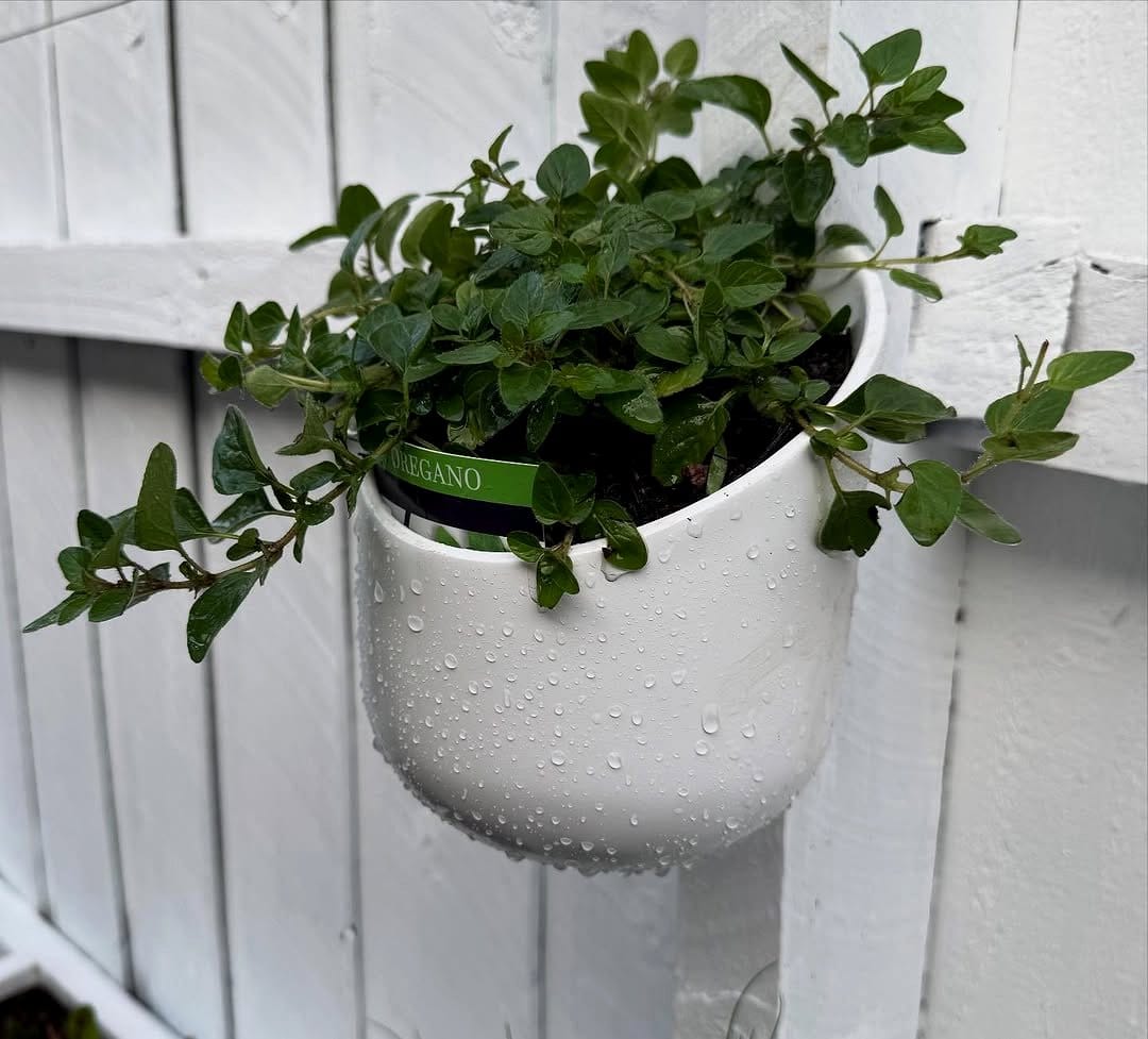 stylish wall-mounted planter with herbs