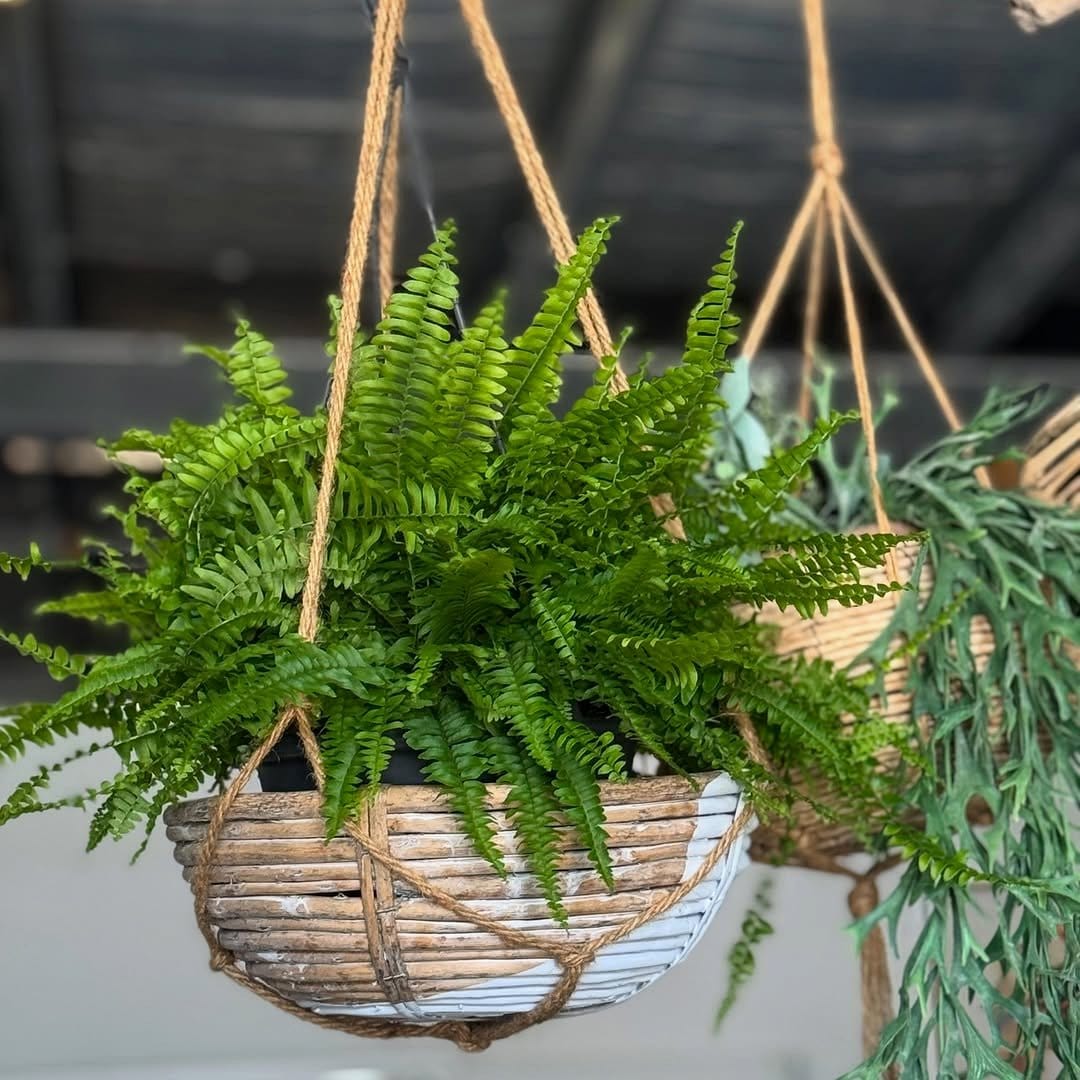 Hanging wicker baskets with ferns